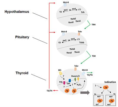 Could Glyphosate and Glyphosate-Based Herbicides Be Associated With Increased Thyroid Diseases Worldwide?